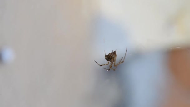 Fat Domestic Spider Cob Web Waiting Pray Hunting Closeup — Stock Video