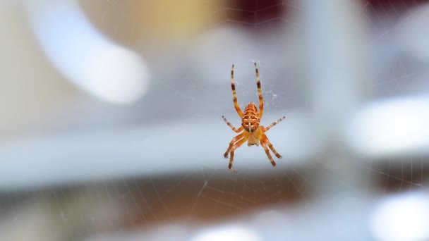 蜘蛛网上的肥蜘蛛在等待祈祷和狩猎特写 — 图库视频影像