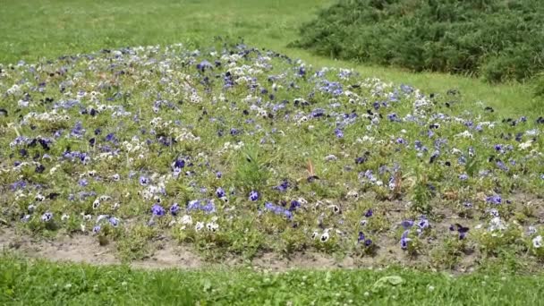 緑の芝生に囲まれた自然公園で美しい小さな三色のビオラ ハートセーズまたはジョニージャンプアップ — ストック動画