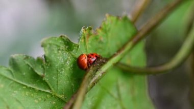 Bahçedeki ağacın dalında çiftleşen iki yetişkin kırmızı uğur böceği (Coccinellidae).