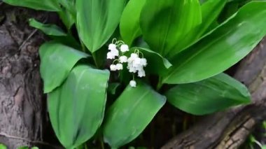 Şiddetli ve güçlü rüzgar esiyor. Güzel Convallaria Majalis. Bahçedeki vadiden Lily.