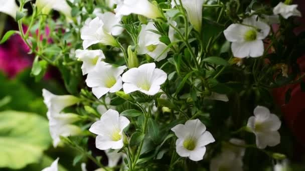 Witte Petunia Bloemen Petunia Axillaris Met Groene Bladeren Bloempot Zwaaiend — Stockvideo