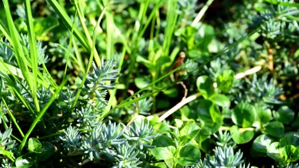 Hierba Verde Del Jardín Día Soleado Primavera Balanceándose Viento Enfoque — Vídeo de stock