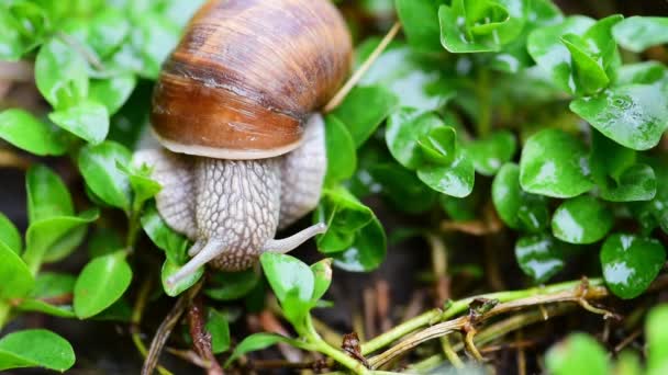 Pequeno Caracol Jardim Comum Sua Concha Casa Despertando Hibernação Primavera — Vídeo de Stock