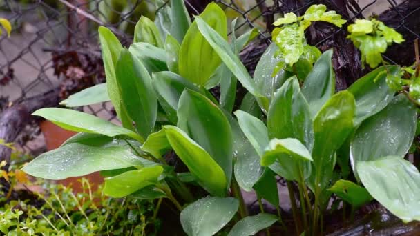 ハリケーンの間 庭の谷の花の葉のユリの葉に大雨嵐の水が落ちる — ストック動画