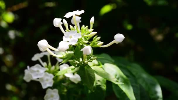 Witte Jasmijn Jasminum Oleaceae Bloem Wind Tuin Close Selectieve Focus — Stockvideo