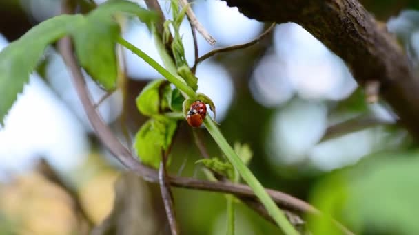 Pareja Dos Mariquitas Rojas Coccinellidae Que Aparean Rama Del Árbol — Vídeo de stock