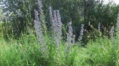 Güzel çayır yeşil çimenler ve çayırlarda çiçekler ilkbahar zamanı doğa ve vahşi doğa. 