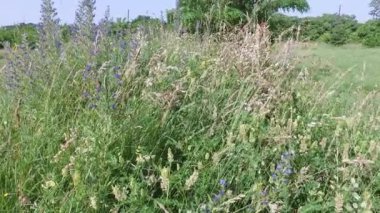 Güzel çayır yeşil çimenler ve çayırlarda çiçekler ilkbahar zamanı doğa ve vahşi doğa. 