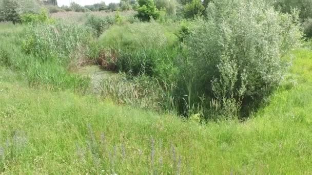Schöne Grüne Vegetation Wiese Blumen Gras Und Schilfpflanzen Mit Teich — Stockvideo