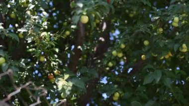 Vahşi ya da tatlı kiraz ağacı (Prunus avium) ya da yeşil meyve ve yapraklı gean doğada rüzgarlı güneşli bir günde