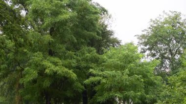 Şiddetli fırtına ve kasırga yağmurdan önce şehir parkındaki ağaçları kırmaya başlar.