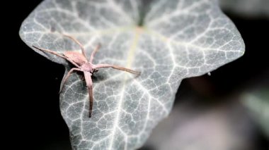 Büyük evsiz örümcek (Eratigena agrestis, eski adıyla Tegenaria agrestis) yeşil yaprak avında ve duasını dışarıda bekliyor.