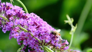 İlkbaharda bal toplamak için leylak çiçeğinden polen ve nektar toplayan arı.