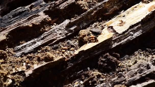 Primer Plano Madera Vieja Tronco Podrido Madera Oscura Pudriéndose Durante — Vídeos de Stock