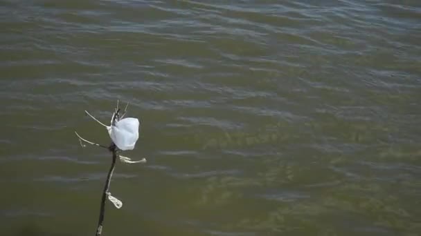 One Plastic Bag Stuck Tree Branch Water Polluting Nature Junk — Stock Video