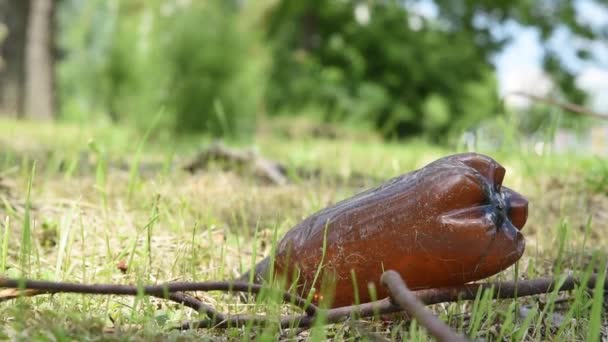 Μεγάλο Πλαστικό Μπουκάλι Ρίχνονται Στο Γρασίδι Στο Πάρκο Ρυπαίνουν Φύση — Αρχείο Βίντεο