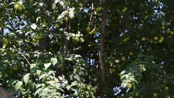 Ciliegio Selvatico Dolce Prunus Avium Albero Gean Con Frutti Verdi — Video Stock