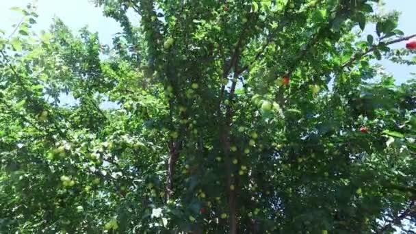 Ciliegio Selvatico Dolce Prunus Avium Albero Gean Con Frutti Verdi — Video Stock