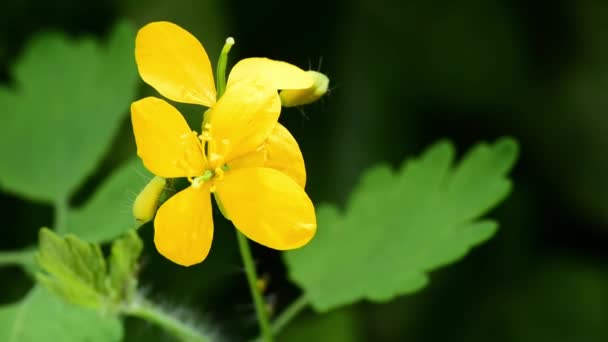 Ranunculus Muricatus Αγριοκέρασο Κοινή Κίτρινη Γλάστρα Λουλούδι Του Κήπου Κοντά — Αρχείο Βίντεο