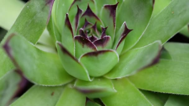 Casa Puerro Sempervivum Tectorum Planta Jardín Cerca Enfoque Selectivo — Vídeo de stock