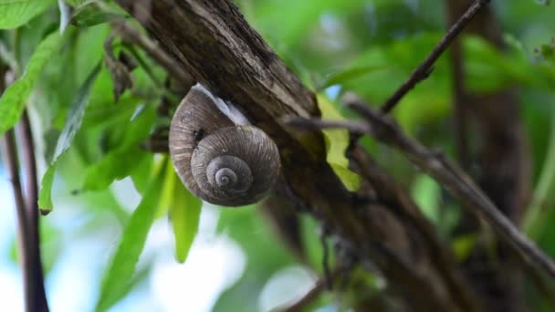 Big common garden snail in his shell or house hibernating on the tree branch between green leaves close up — Stock Footage Big Common Garden Snail His Shell House Hibernating Tree Branch Royalty Free Stock Footage