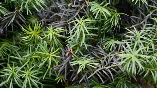 Taxus Baccata Verde Árbol Aguja Hojas Ramas Agitando Viento Cerca — Vídeos de Stock