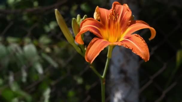Lys orange (plante à fleurs dans le genre Hemerocallis) fleur sur le vent dans le jardin gros plan 