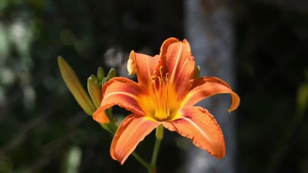 Narancs Daylily Virágzó Növény Nemzetség Hemerocallis Virág Szél Kertben Közeli — Stock videók