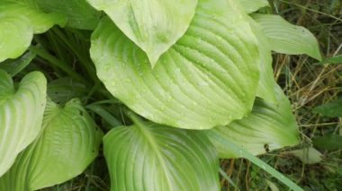 Yeşil çiçekli tropikal bitkiler sağanak yağış sonrası su damlaları