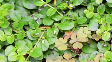 Doğada yeşil çimlerde kanatlı uçan karınca kolonisi gruplar halinde hareket ediyor ve yaban hayatı bitkilerinde seçici bir şekilde çalışıyor.