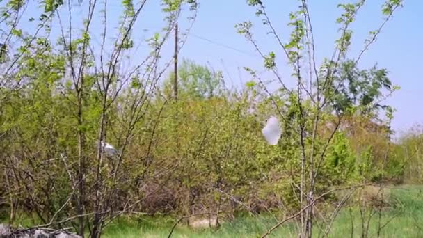 Müllhalde Auf Der Wiese Der Nähe Des Waldes Ökologisches Katastrophenkonzept — Stockvideo