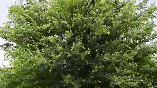 Torbellino Clima Fuerte Viento Tormenta Huracán Agitando Las Ramas Hojas — Vídeo de stock