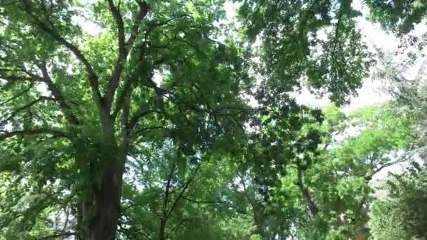 Árboles Diferentes Árboles Con Hojas Verdes Naranjas Bosque Con Cielo — Vídeo de stock
