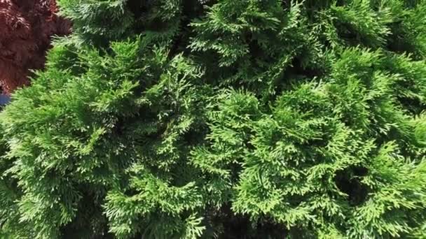 Thuja est un genre de conifères de la famille des Cupressaceae (famille des cyprès) Thujopsis monophylétique, communément appelé arborvitaes. 