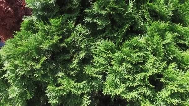 Thuja Género Botânico Pertencente Família Cupressaceae Ciprestes Monofilético Thujopsis Vulgarmente — Vídeo de Stock