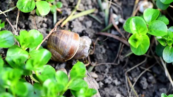 春の朝近くで新鮮な湿った草を食べる彼のシェルの家で一般的な庭カタツムリ — ストック動画