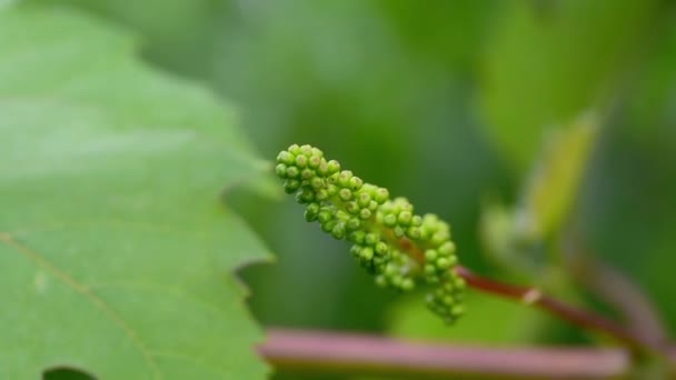 Jeunes Bourgeons Verts Petits Bourgeons Vigne Agitant Vent Dans Vignoble — Video