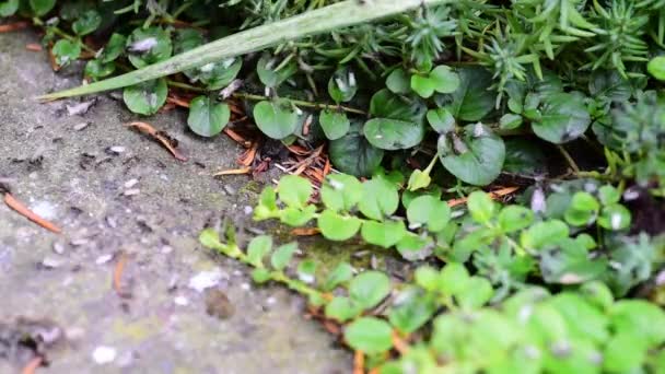 Colonia Hormigas Voladoras Con Alas Sobre Hierba Verde Naturaleza Moviéndose — Vídeo de stock