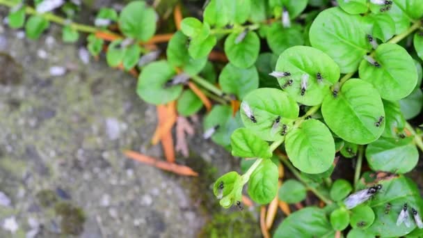 Koloni Flygande Myror Med Vingar Det Gröna Gräset Naturen Rör — Stockvideo