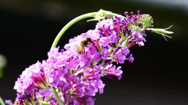 Abeille Recueillant Pollen Nectar Fleur Lilas Printemps Pour Mise Point — Video