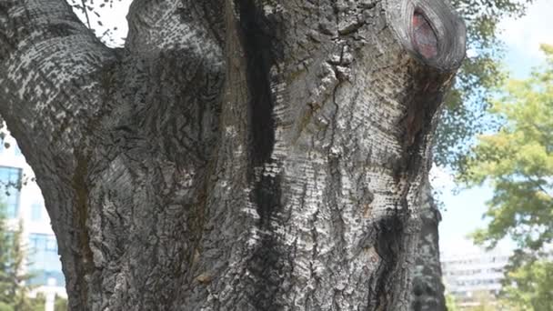 太い樹皮を持つ大きな古いバーチの木 ベトゥラ属 のテクスチャとマークを閉じると枝を切ります — ストック動画