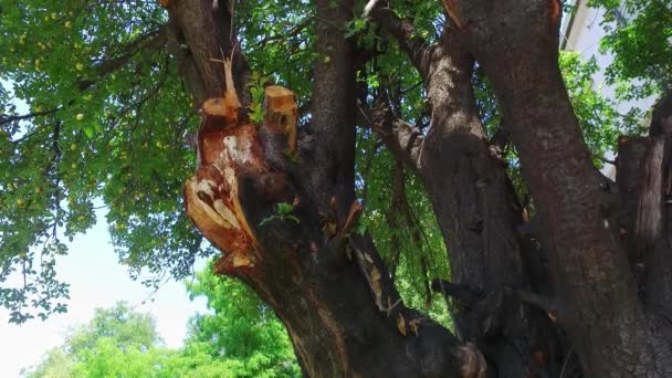 Árbol Roto Dañado Gran Rama Agrietada Después Tormenta Dura Con — Vídeo de stock