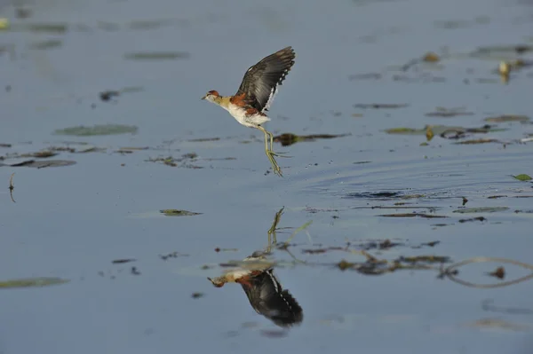 Vogel Über Wasser Chobe Naturschutzgebiet Botswana — Stockfoto