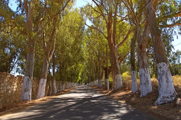 Alley van eucalyptusbomen op een landweg — Stockfoto