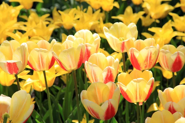 Beautiful view of yellow tulips — Stock Photo, Image