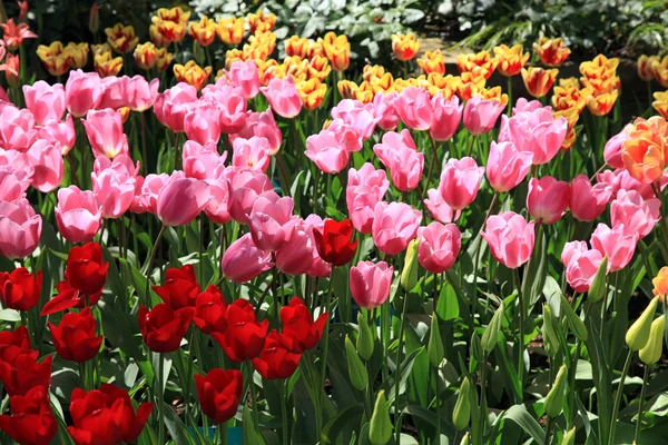 Beautiful view of red and pink tulips — Stock Photo, Image