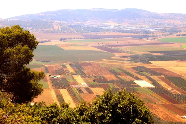 Alanları ve zeytin plantasyonları, İsrail tarım vadi görüntüleyin