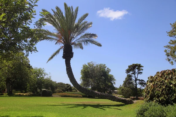 Parque Ramat Hanadiv — Foto de Stock