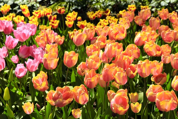 Yellow and pink tulips — Stock Photo, Image